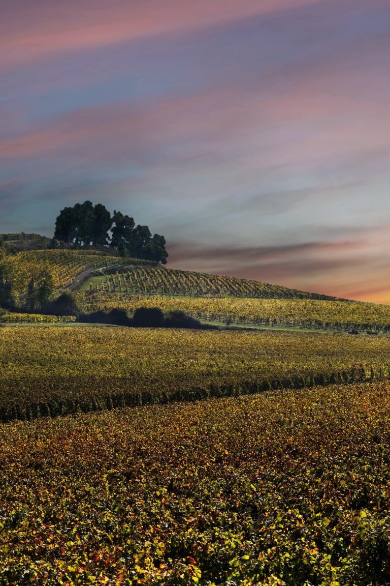 Landscape of vineyards